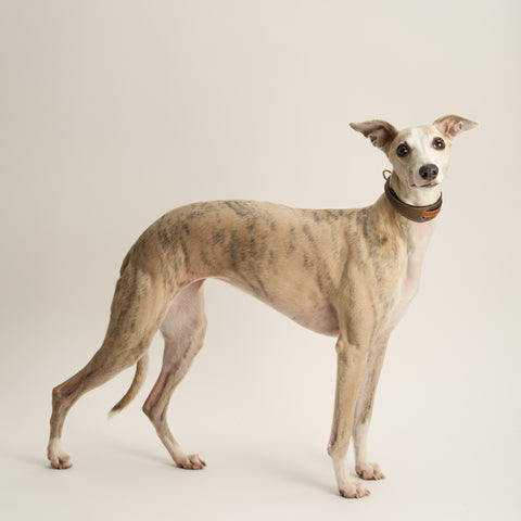 Double Loop Collar Narrow - Grey