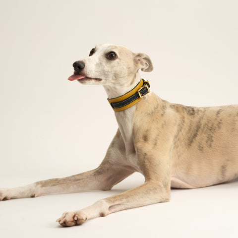 Double Loop Collar Narrow - Yellow