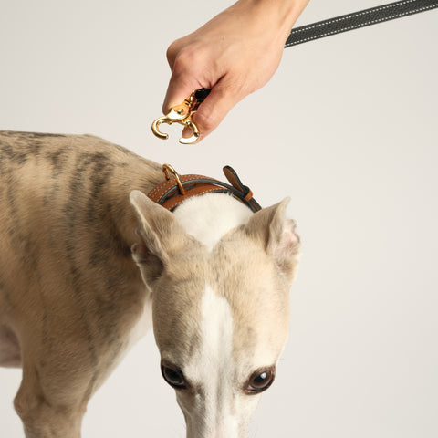 Double Loop Collar Standard - Brown