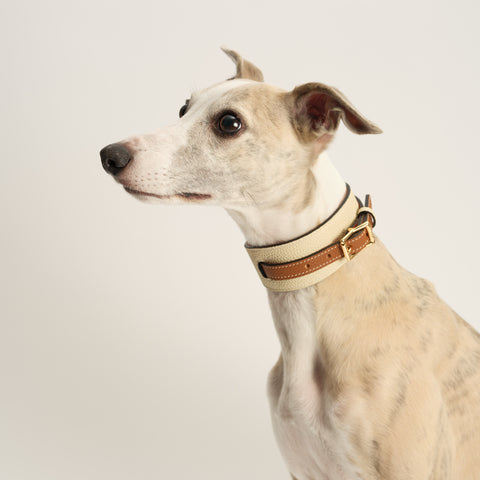 Double Loop Collar Standard - White