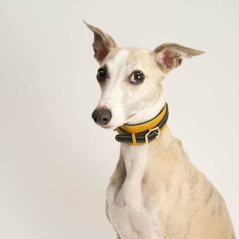 Double Loop Collar Standard - Yellow