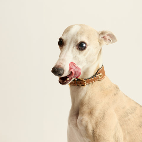 Single Loop Collar Hound - Brown