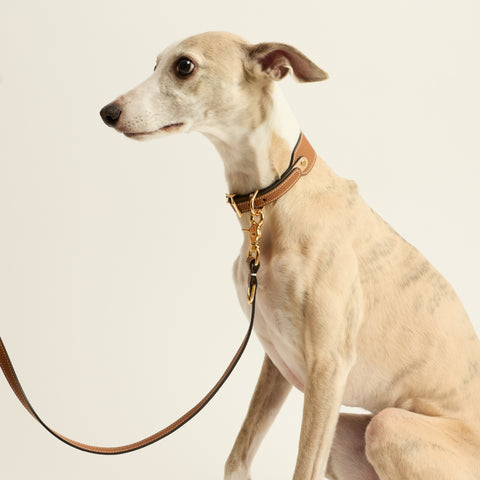 Single Loop Collar Hound - Brown