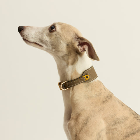 Single Loop Collar Hound - Grey