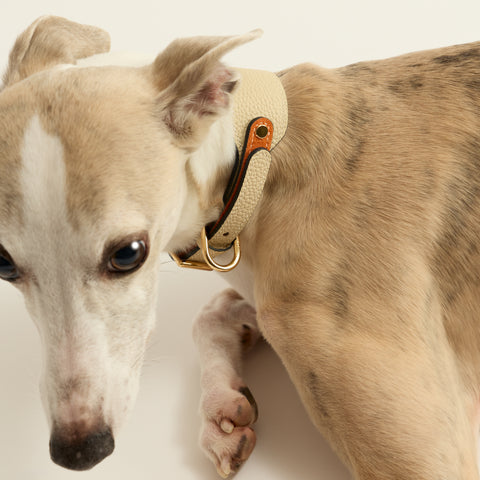 Single Loop Collar Hound - White