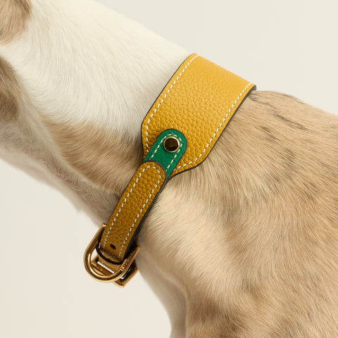 Single Loop Collar Hound - Yellow