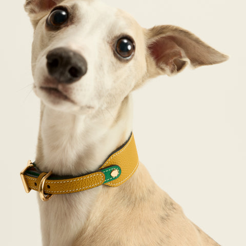 Single Loop Collar Hound - Yellow