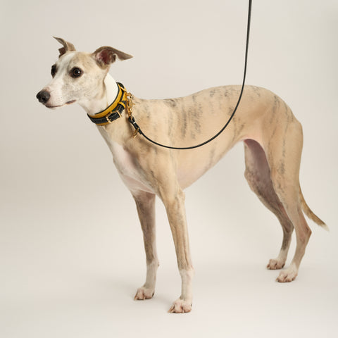 Double Loop Collar Narrow - Yellow