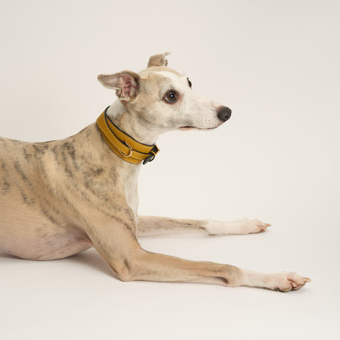 Double Loop Collar Standard - Yellow