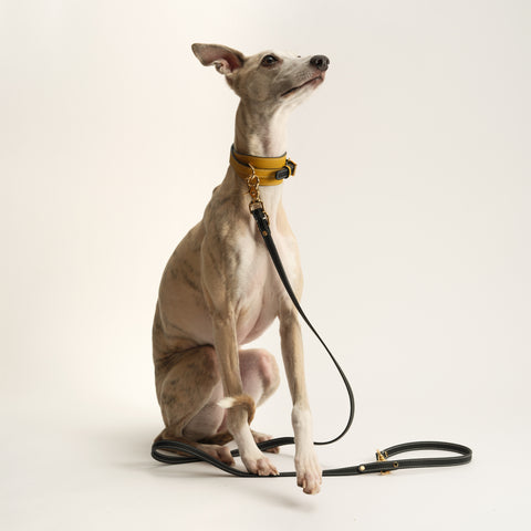 Double Loop Collar Standard - Yellow