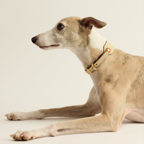 Single Loop Collar Hound - White